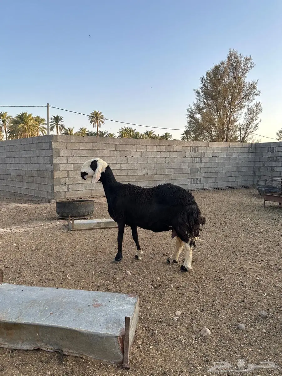 شاة هجين الاب نجدي والام ساكنيه جرمها كفو 3