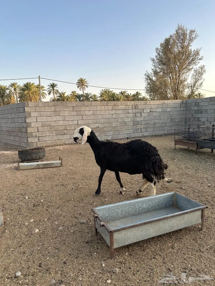 شاة هجين الاب نجدي والام ساكنيه جرمها كفو 2