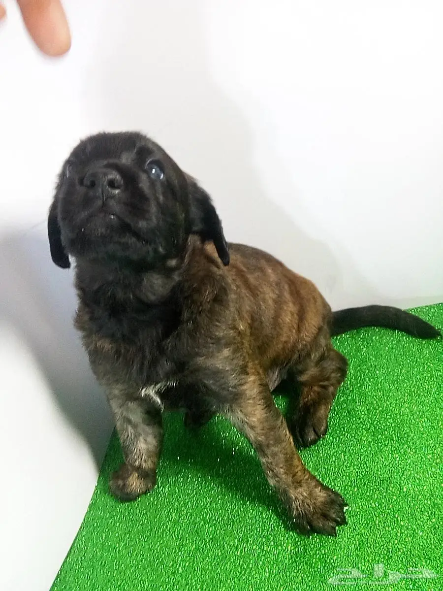 جراء كلاب مالينو للبيع malino for sale dogs poppies 4