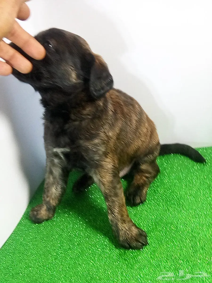 جراء كلاب مالينو للبيع malino for sale dogs poppies 3
