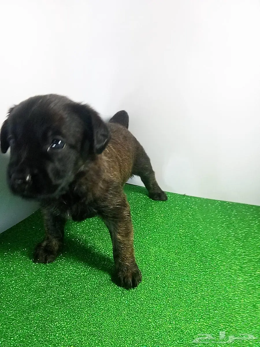 جراء كلاب مالينو للبيع malino for sale dogs poppies 2