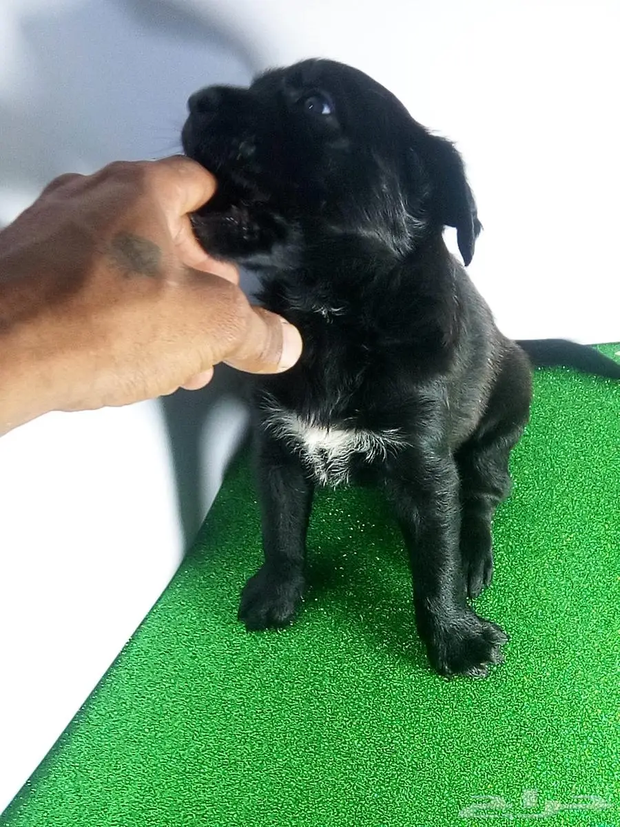 جراء كلاب مالينو للبيع malino for sale dogs poppies 7