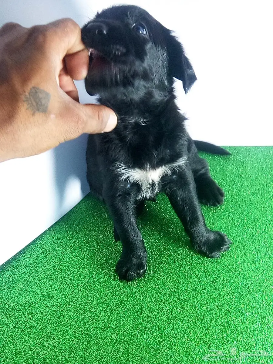جراء كلاب مالينو للبيع malino for sale dogs poppies 6