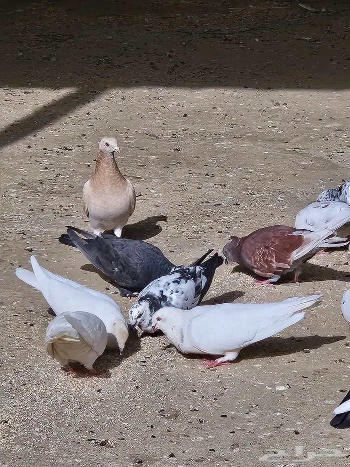 حمام للبيع العدد 100 0