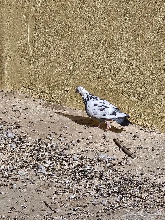 حمام للبيع العدد 100 4