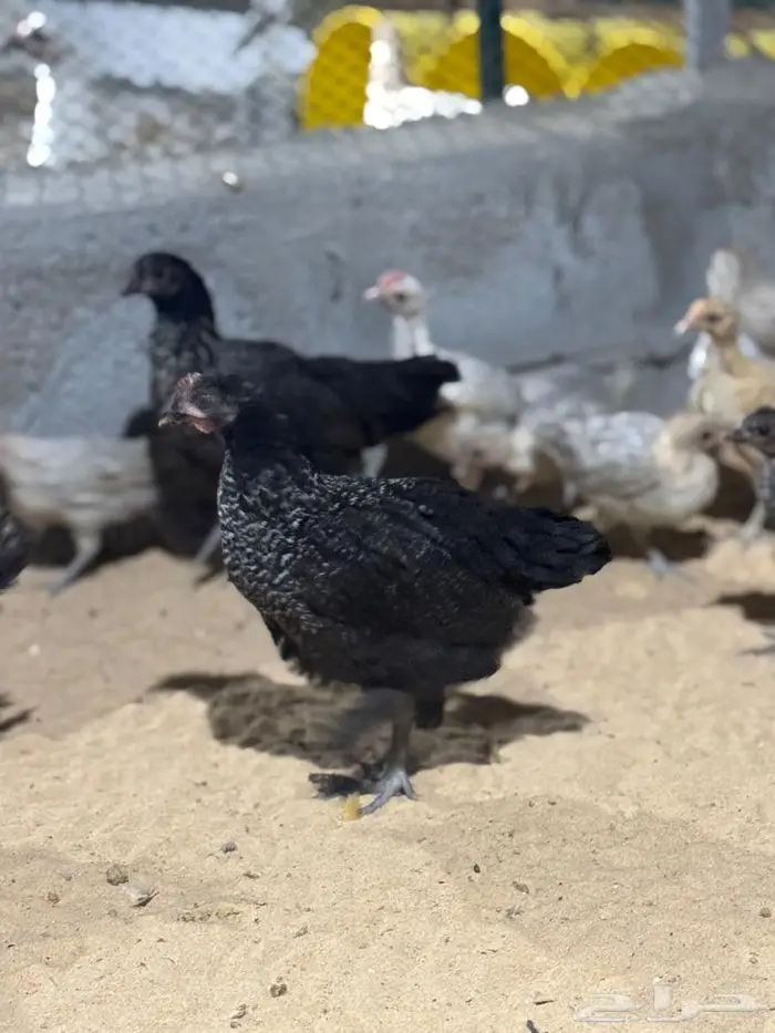 دجاج براهما 6