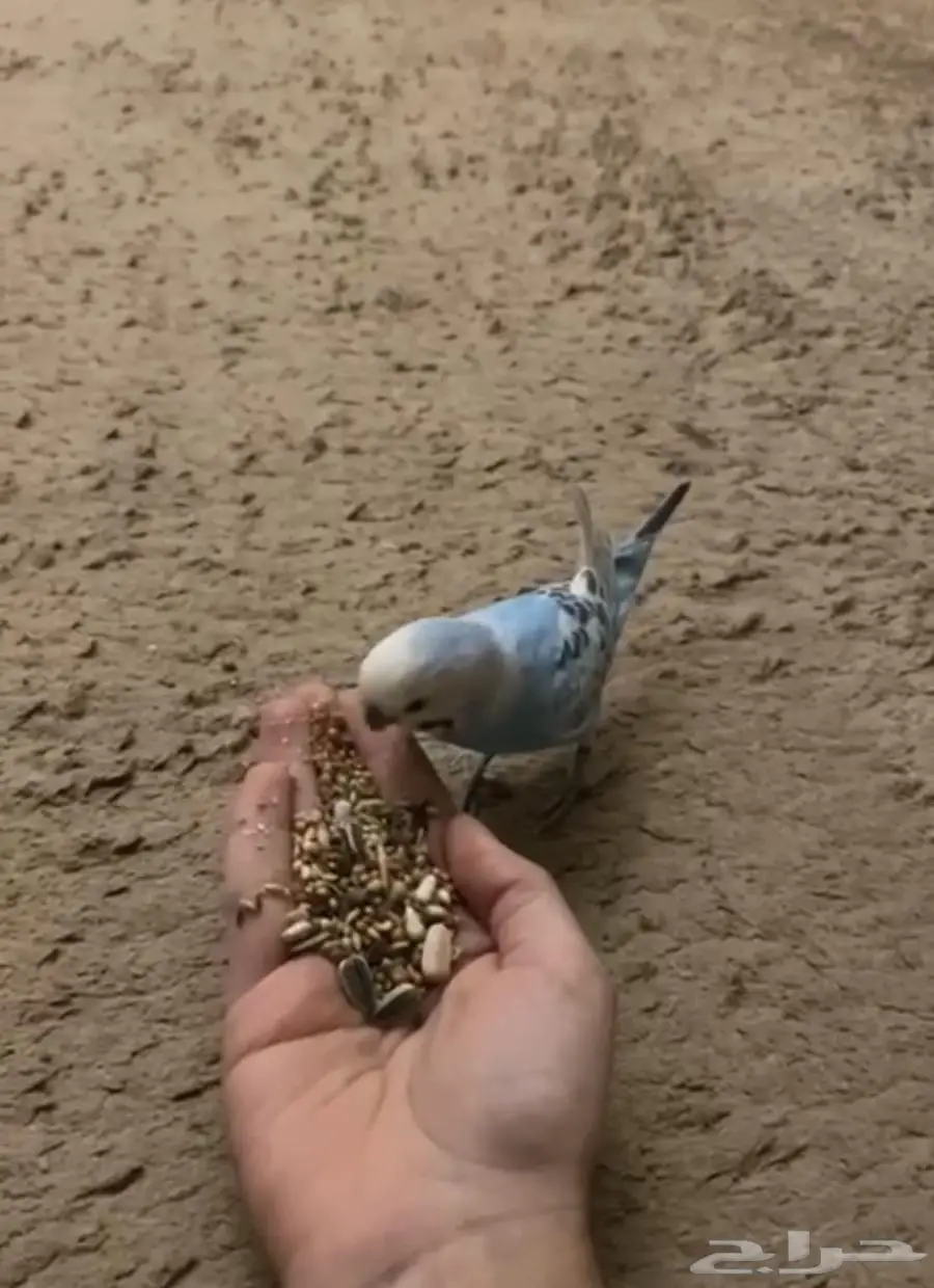 طير بادجي 0
