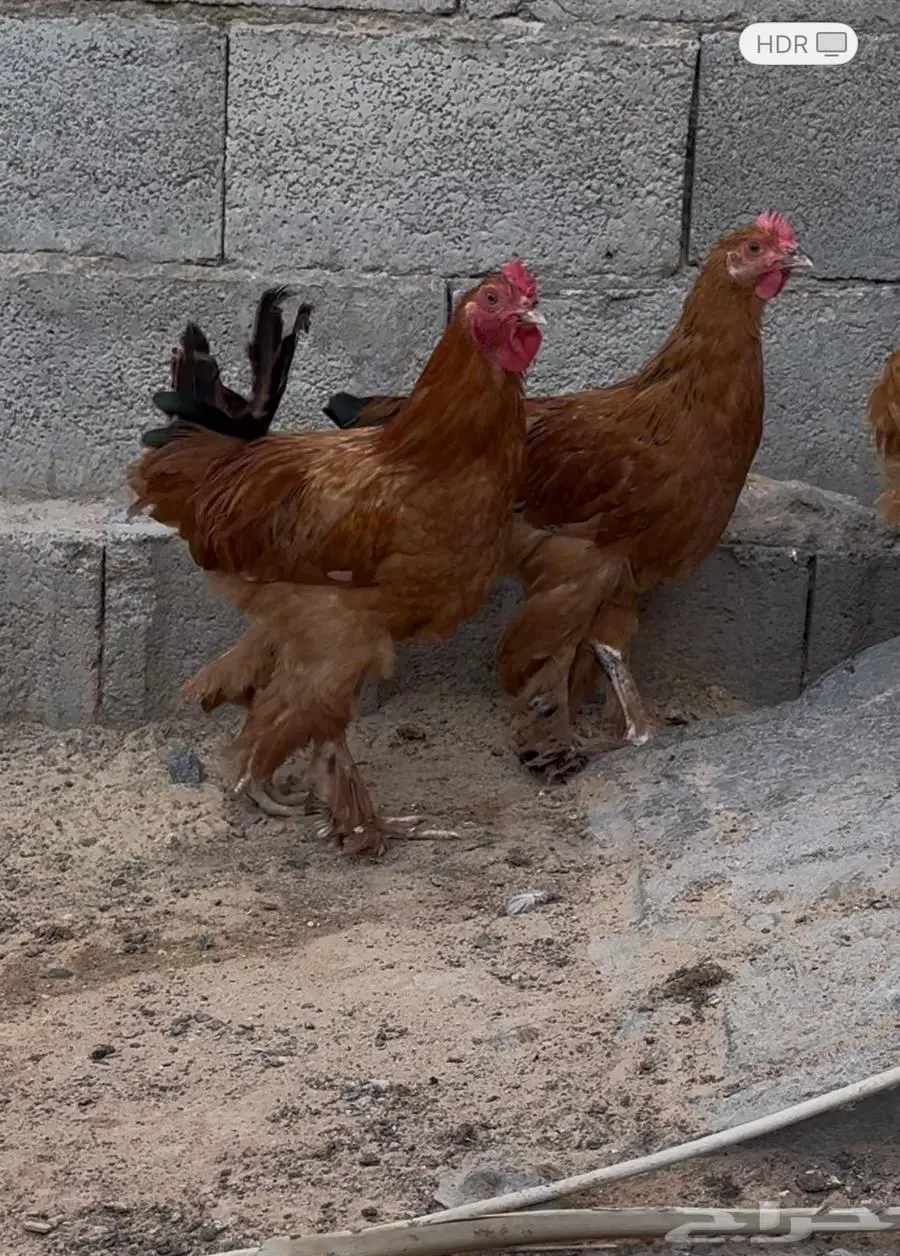 فراريج مستوى عالي براهمه 1