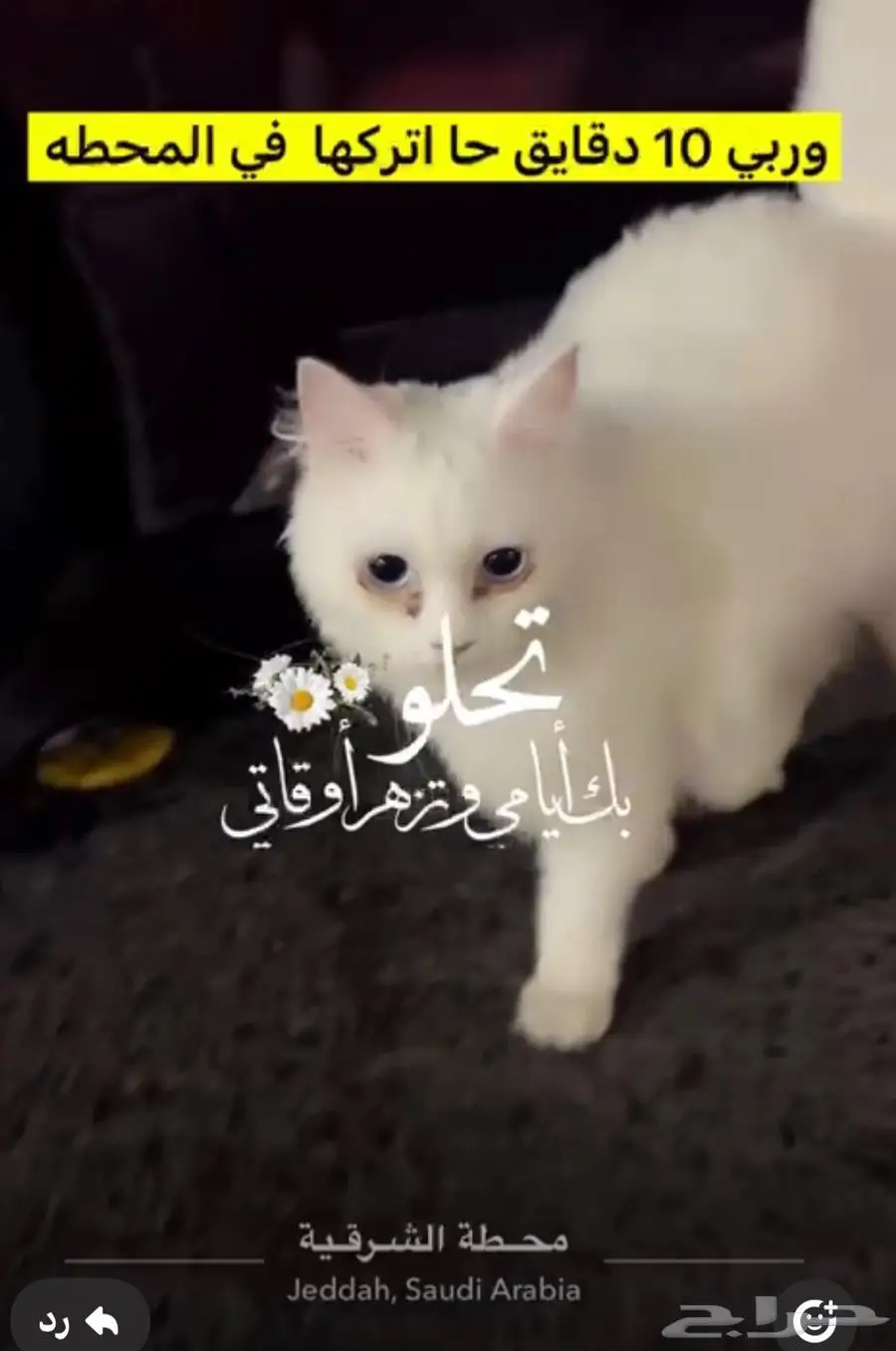 قطة ضايعة من يجدها يتواصل وشكرا 0