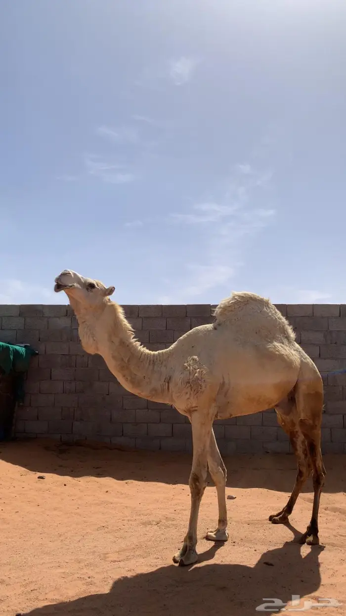 فحل هجن سوداني اصيل 0