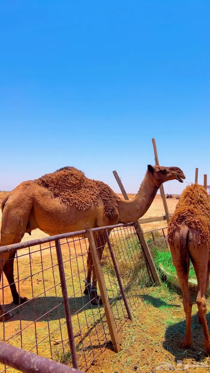 خلفه شعلا طيب حليب 0