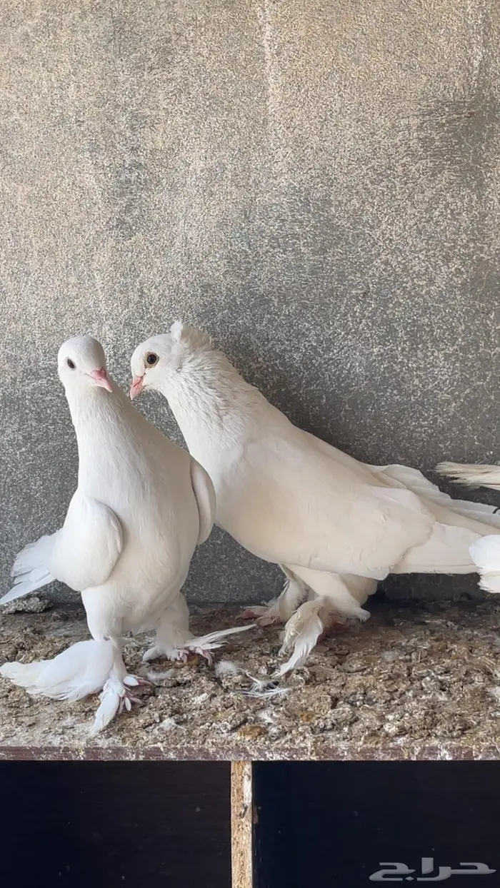 حمام صفاقي ابيض 1