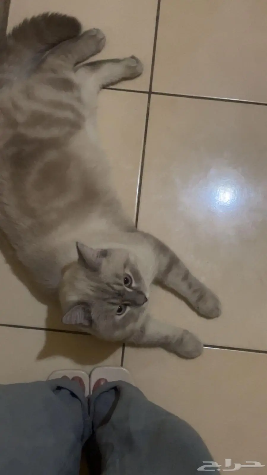 قطه سكوتش هيمالايا 0