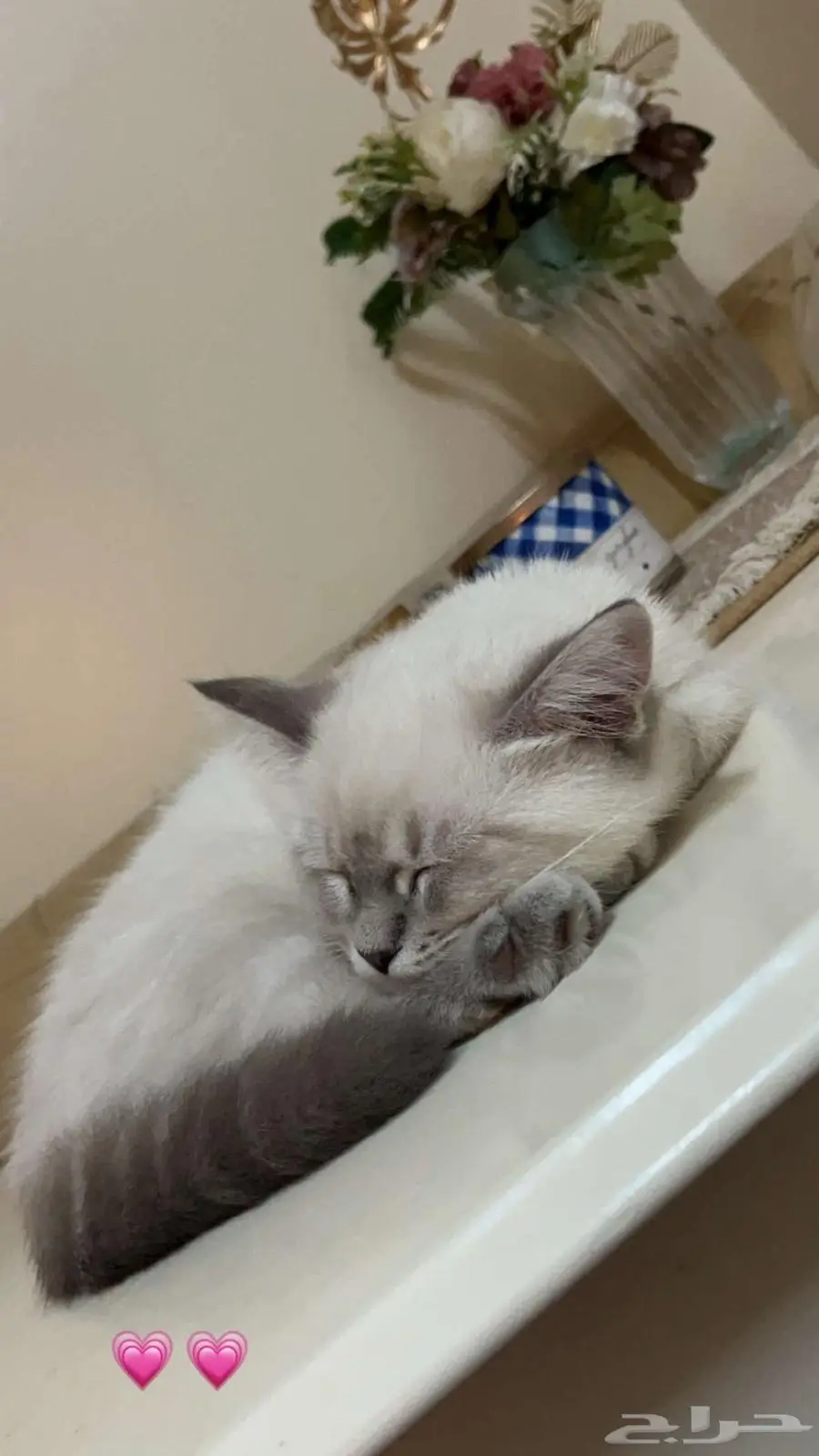 قطه سكوتش هيمالايا 2