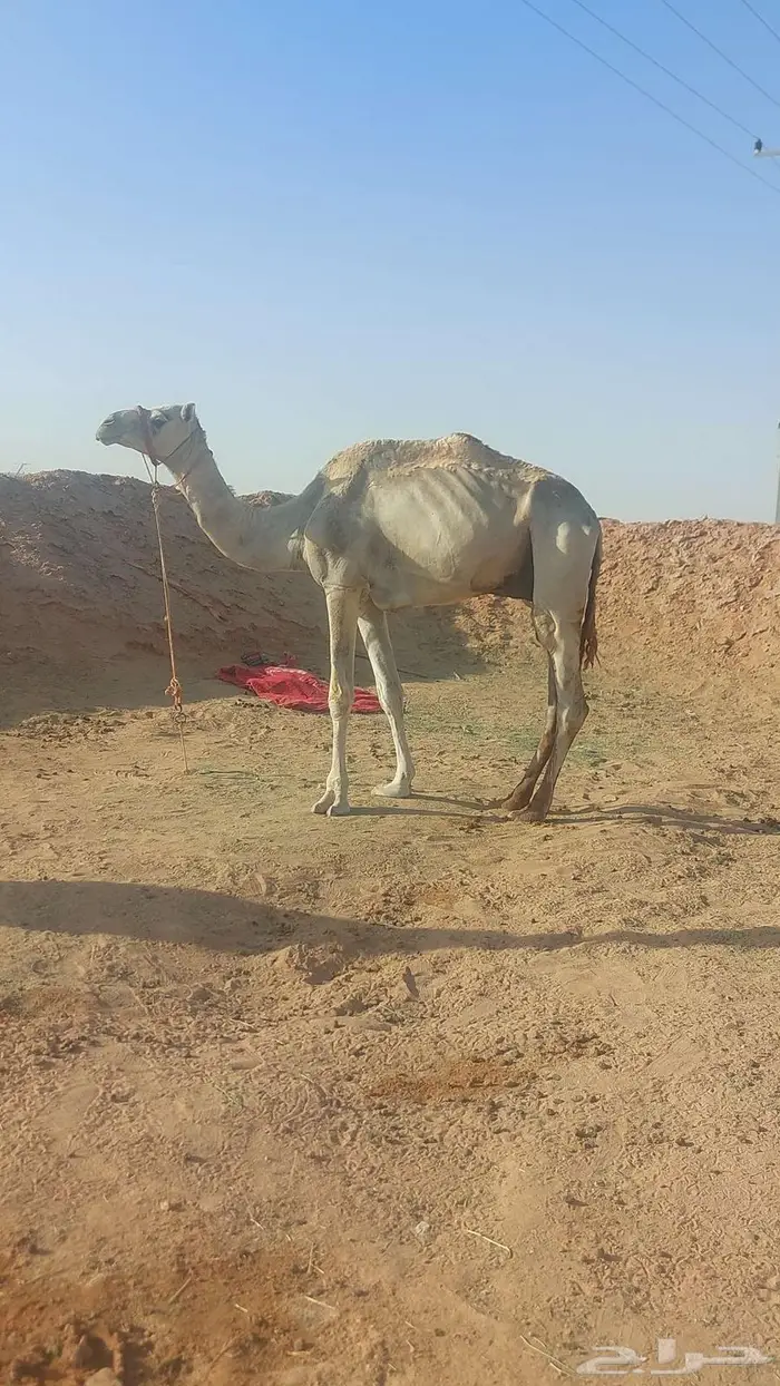 هجن يصلح رحول قليصه علي شروط 0