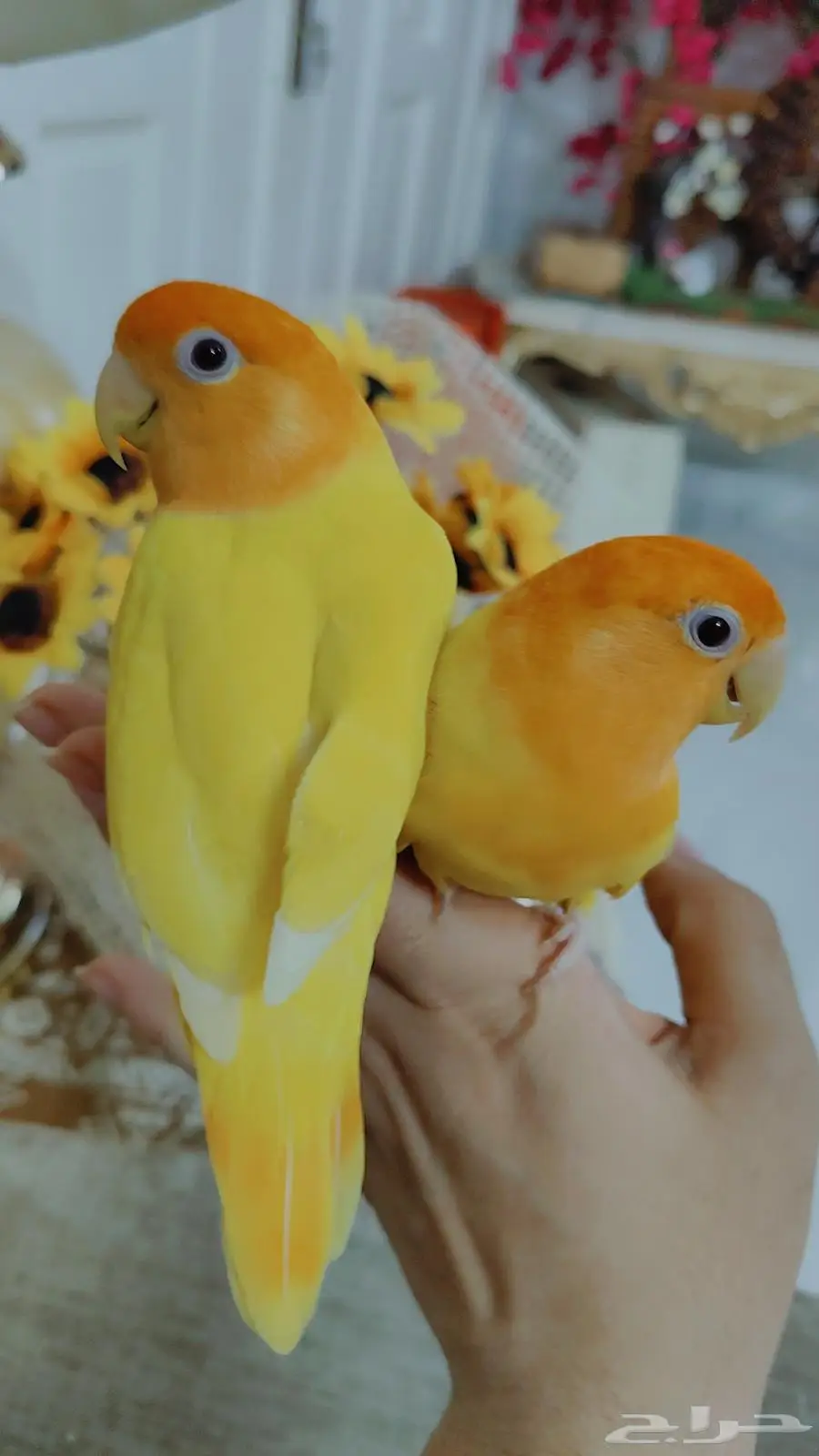 للبيع ببغاء الروز اليف جدأ لعوب مغررد 1