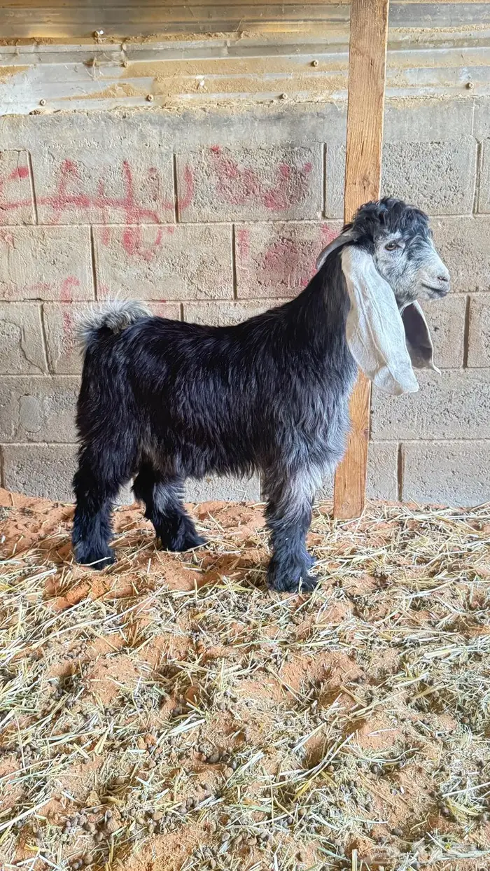 العبدالله للذبايح 5