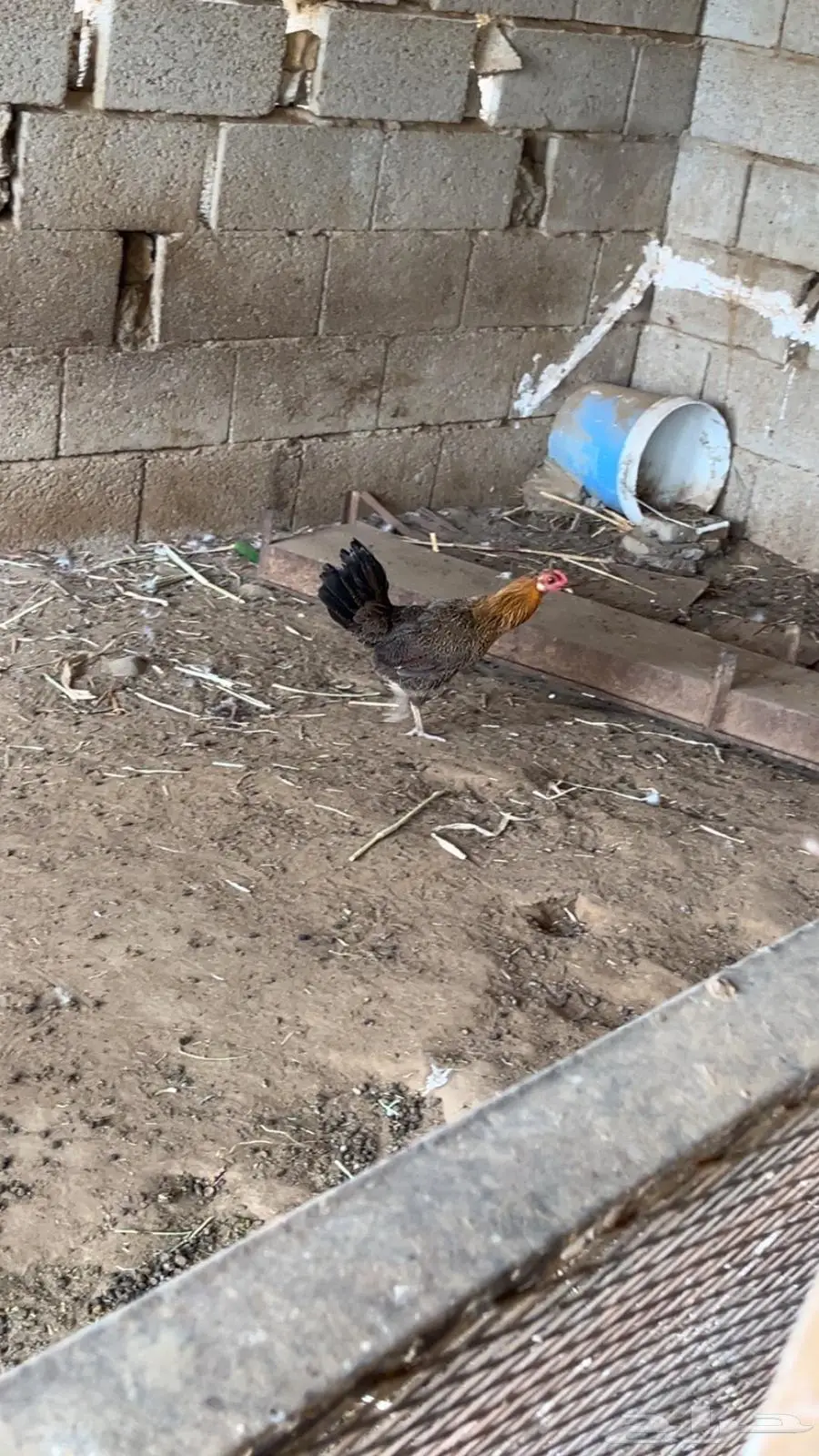 دجاج بلدي 1
