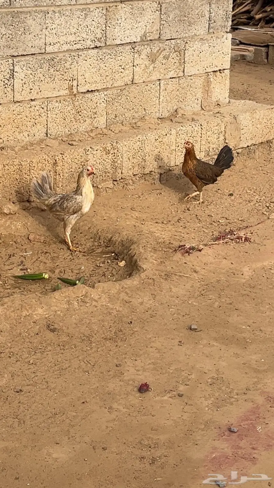 دجاج بلدي 0