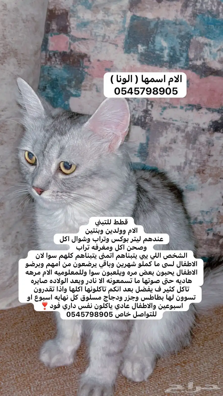 للتبني قطط ( ابي احد ياخذهم كلهم ) 0
