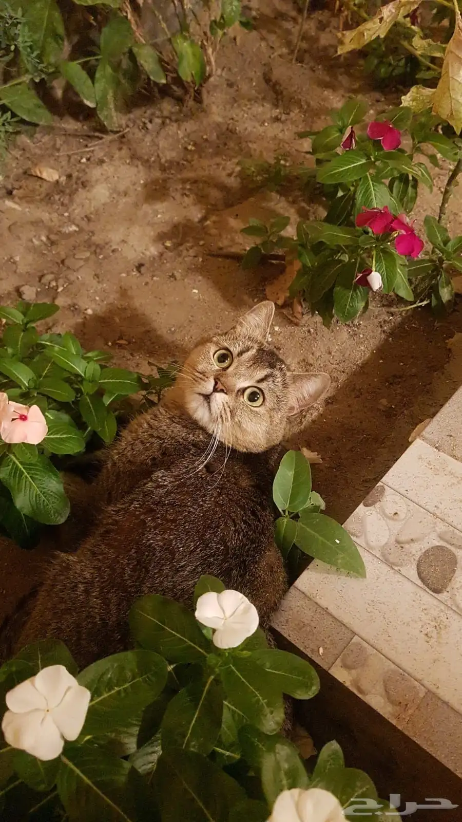 قطه سكوتش للبيع معاها جواز سفر 0