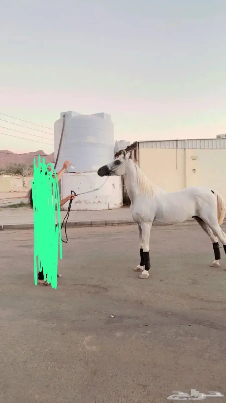 خيل 1