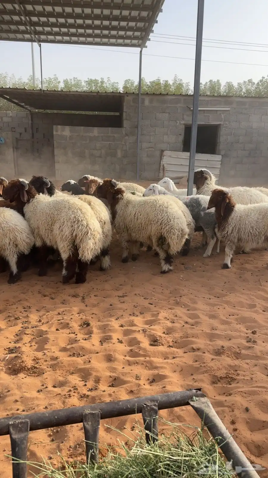 نعيم 2