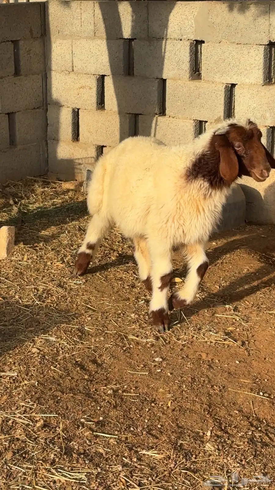 نعيم 11