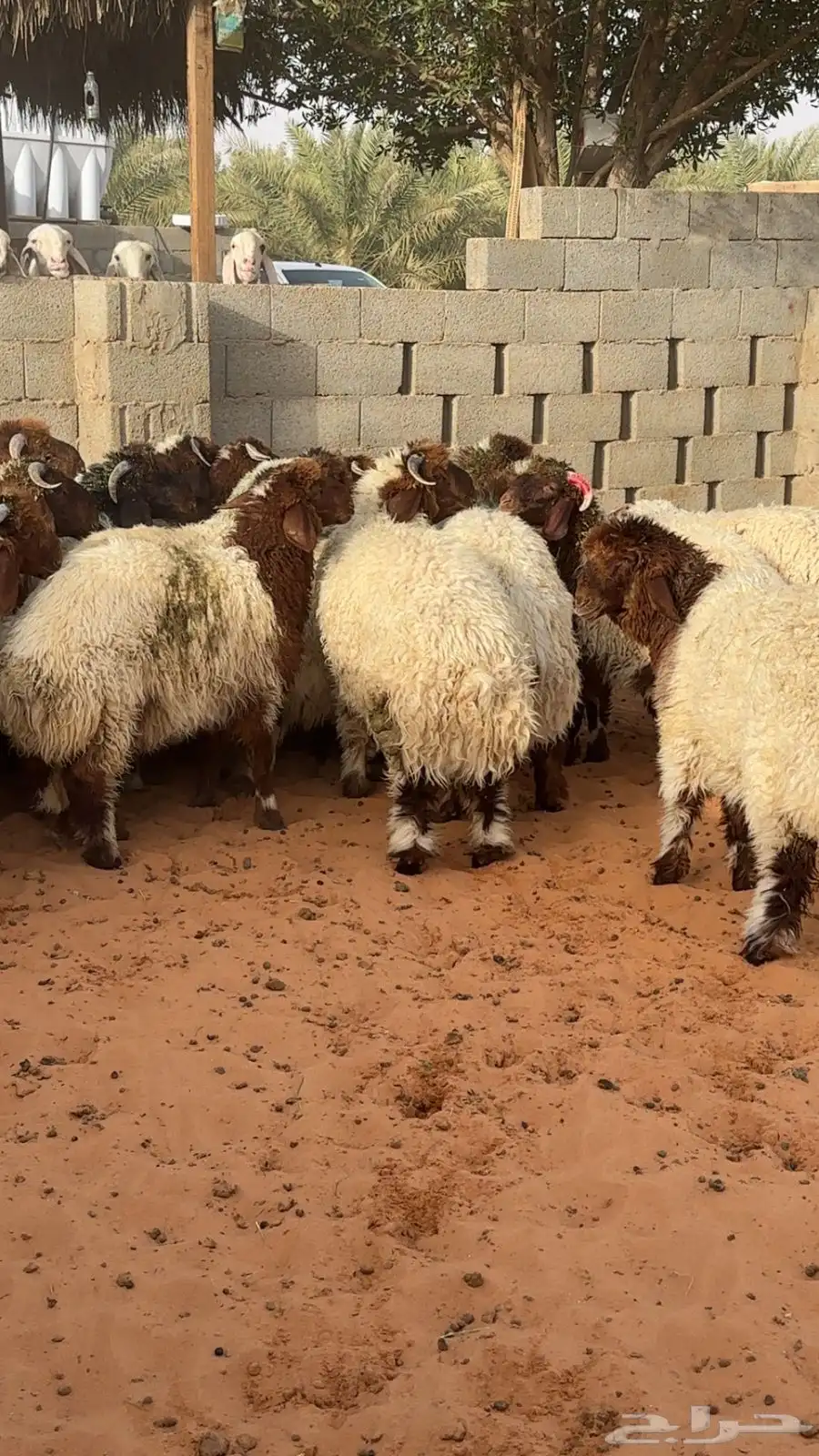 نعيم 3