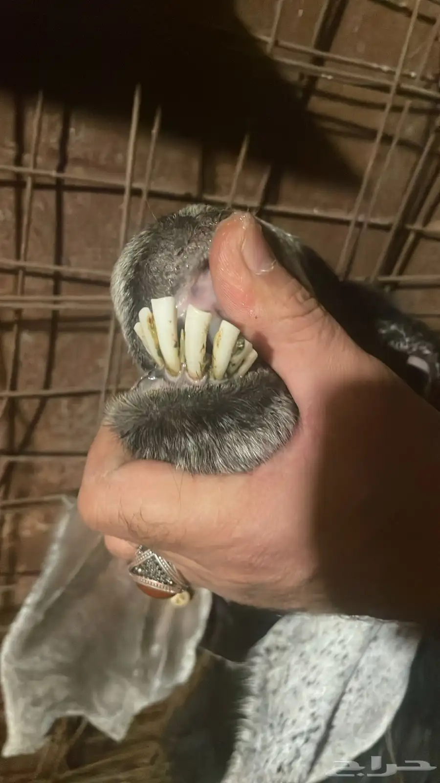 مواشي 5