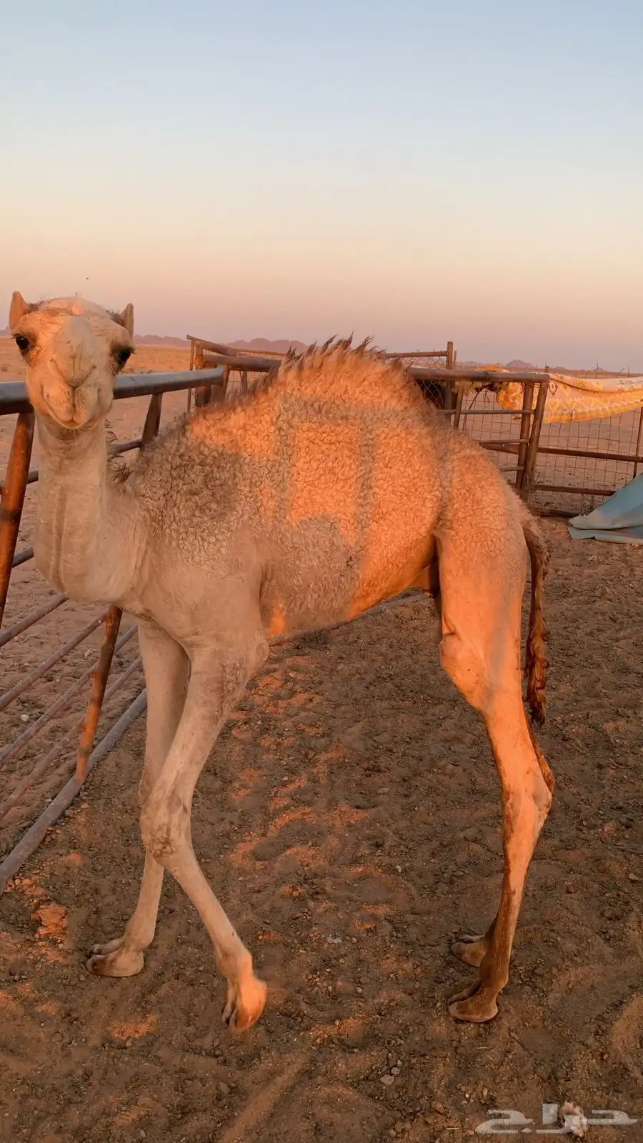 قعود للبيع 2