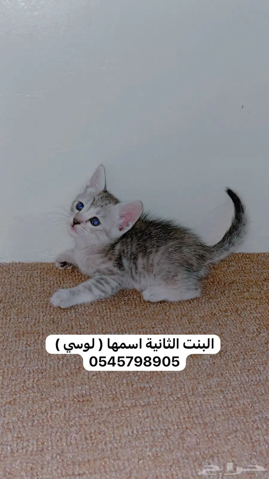 للتبني قطط ( ابي احد ياخذهم كلهم ) 4
