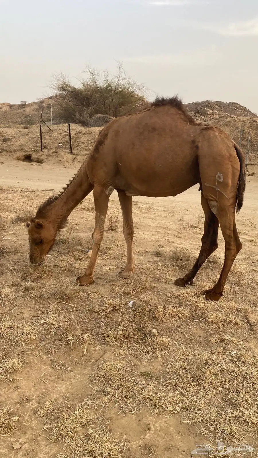ناقه مدني منوة القاني 0