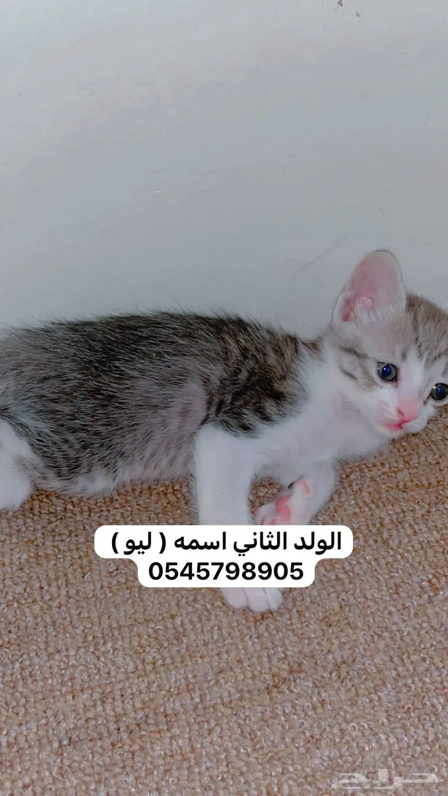للتبني قطط ( ابي احد ياخذهم كلهم ) 2