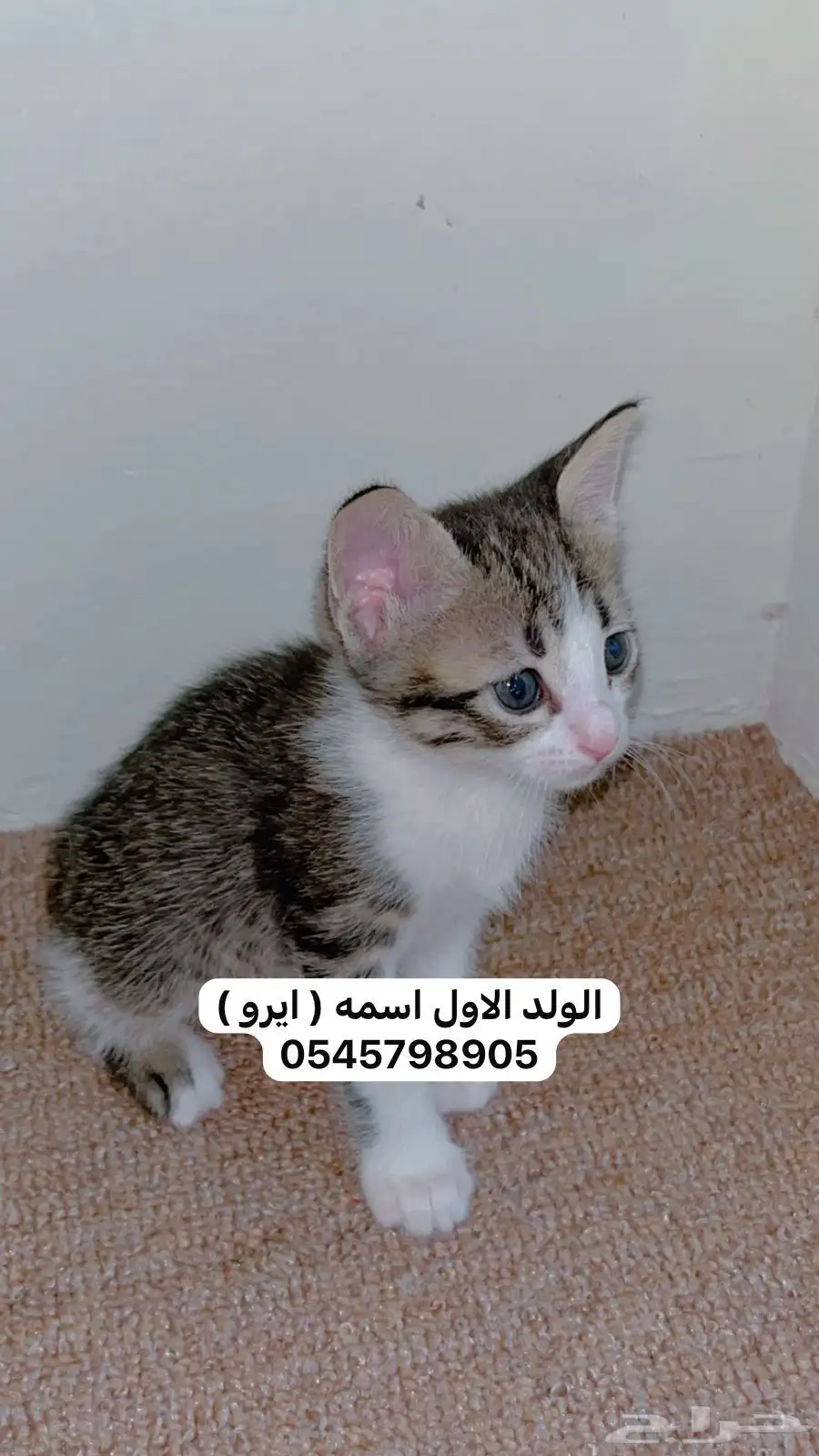 للتبني قطط ( ابي احد ياخذهم كلهم ) 1