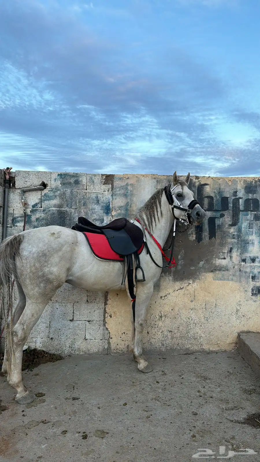 حصان 1