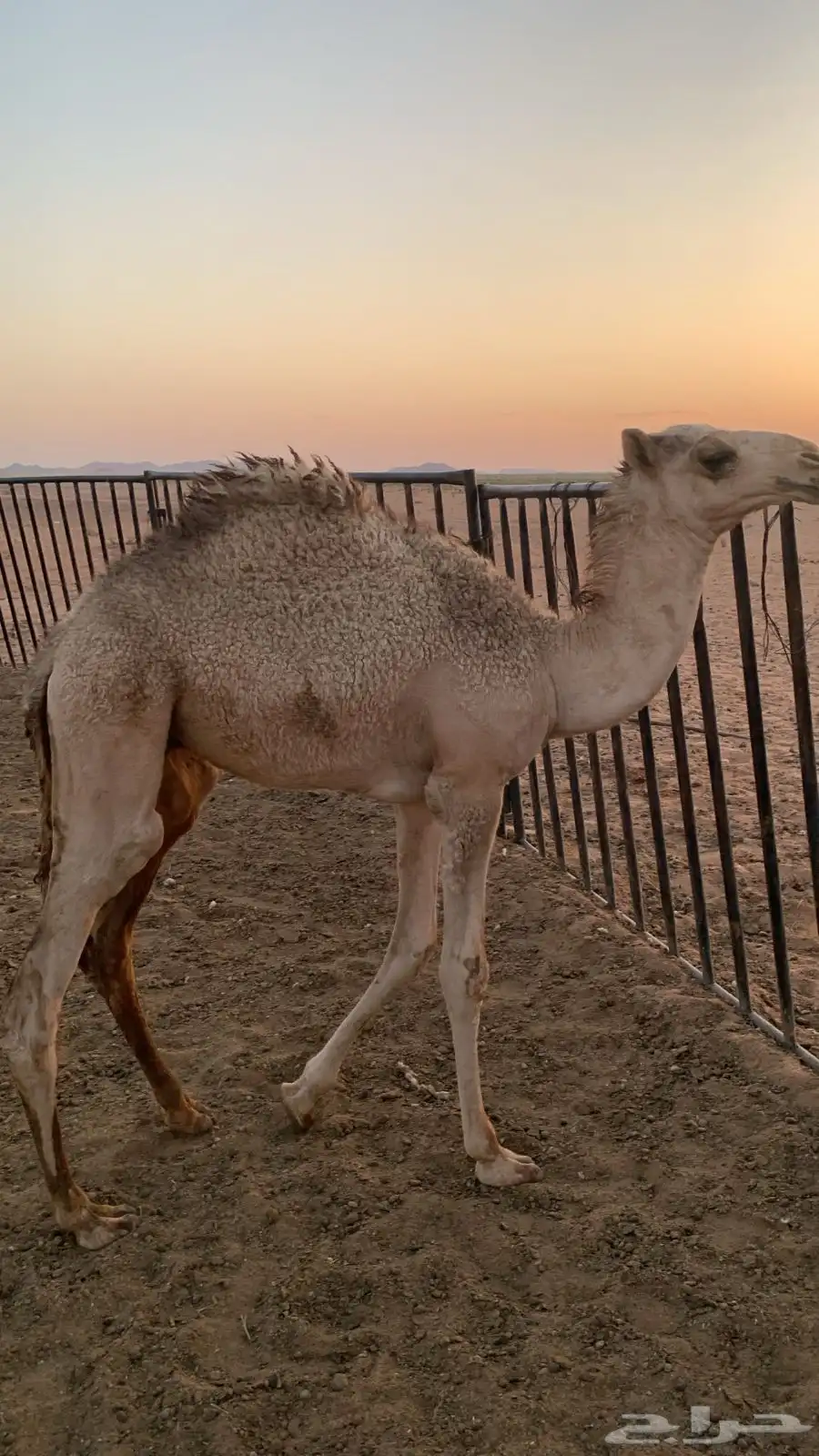 قعود للبيع 0