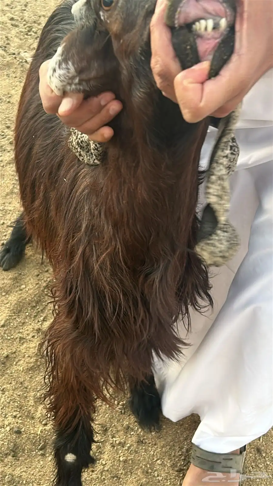 تيس مستهد 0