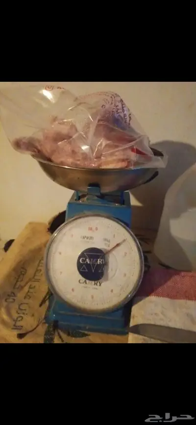 ديوك فرنسية بلدي 5