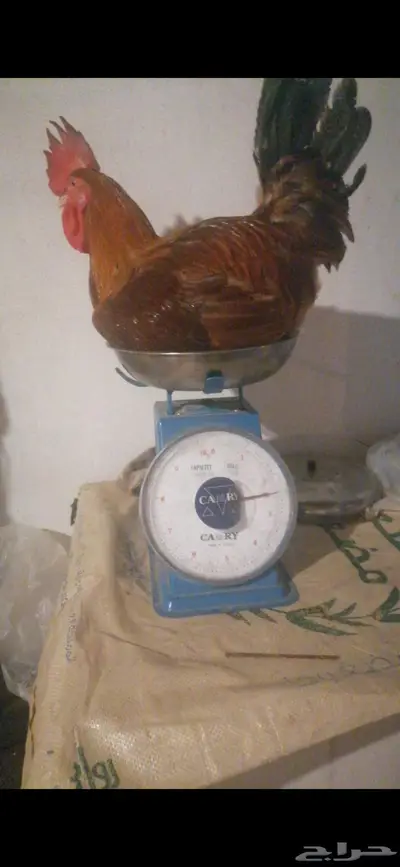 ديوك فرنسية بلدي 3