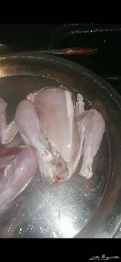ديوك فرنسية بلدي 1