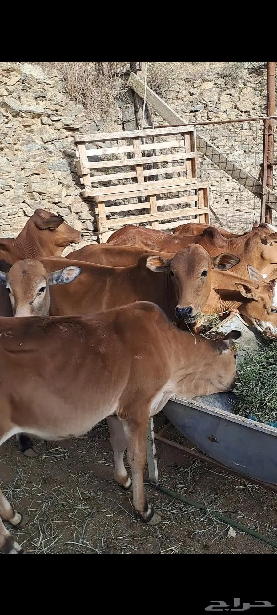 حسلان بلدي 2