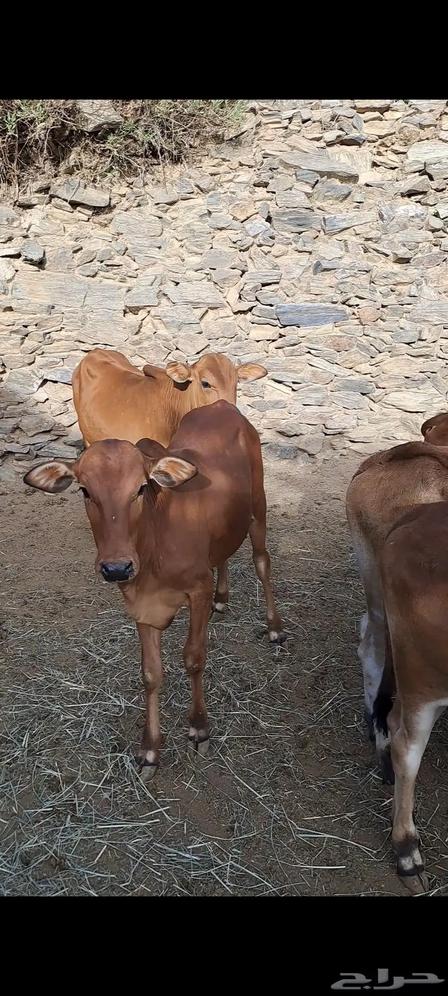 حسلان بلدي 0