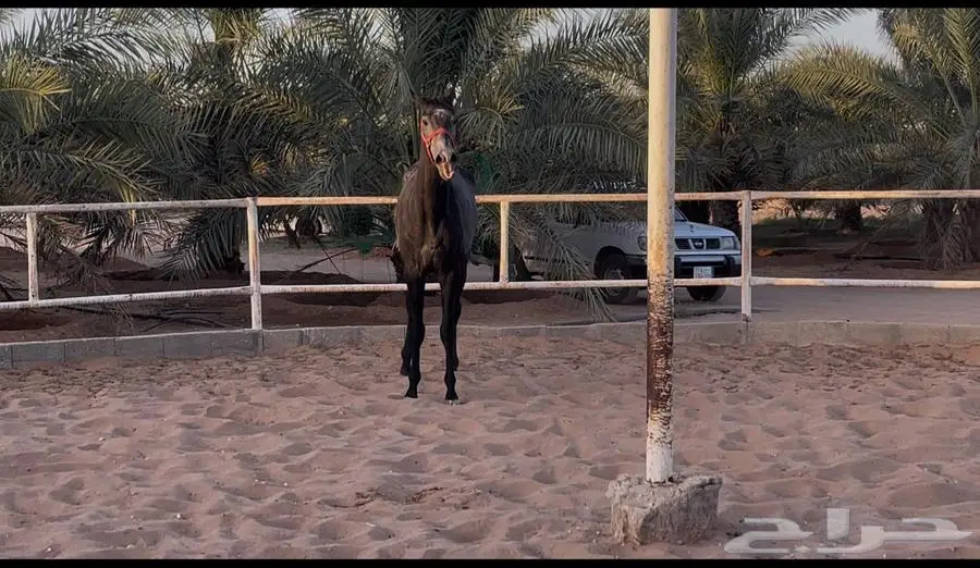 حصان شعبي ازرق 2