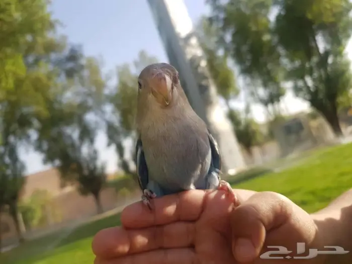 روز اليف مع الصغير والكبير 0