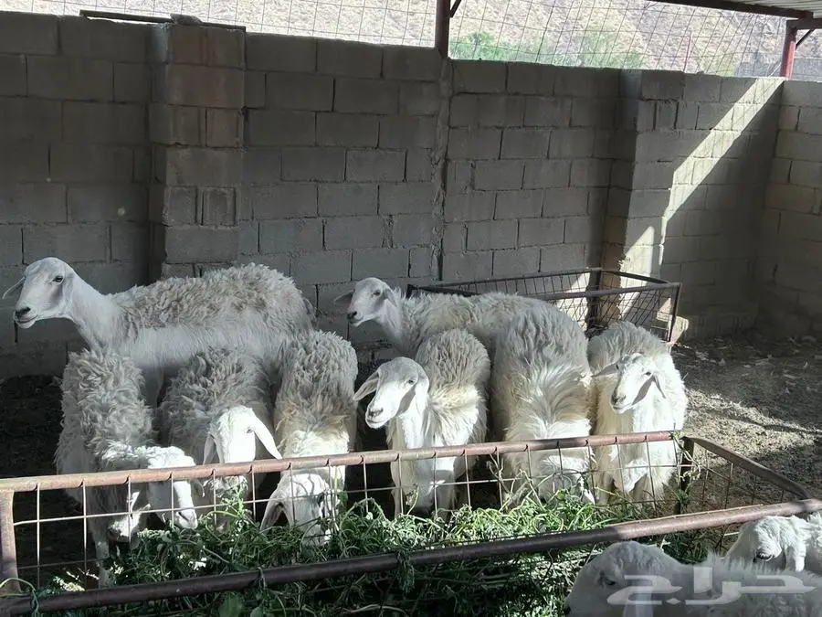 حريات للبيع 1