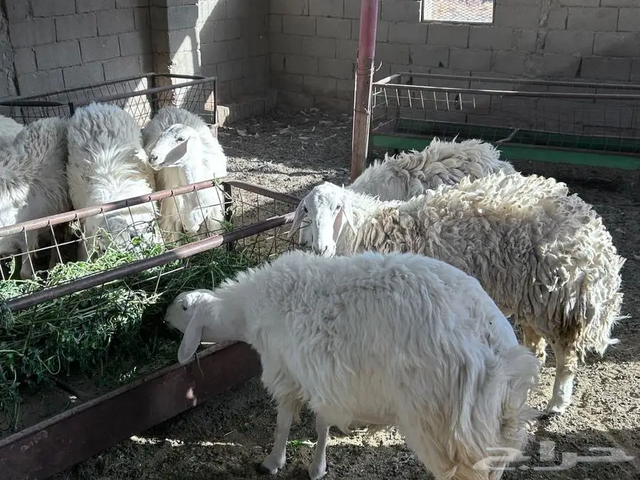 حريات للبيع 2