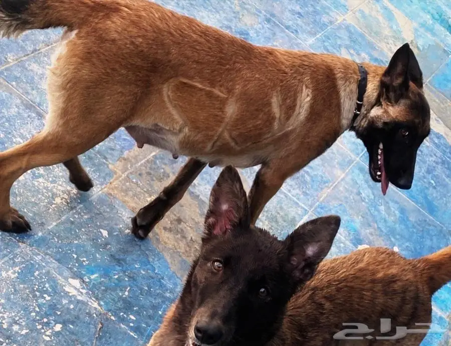 جراء كلاب مالينو للبيع malino for sale dogs poppies 0