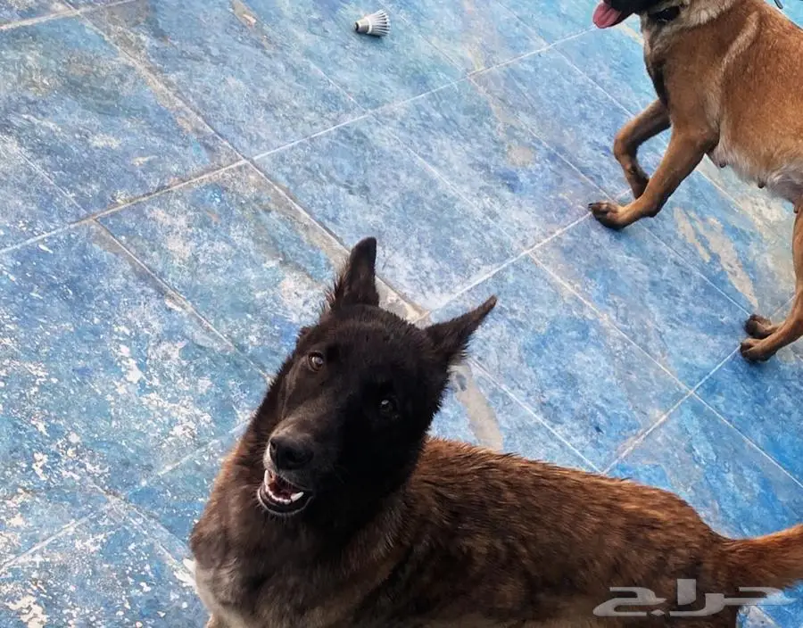 جراء كلاب مالينو للبيع malino for sale dogs poppies 1