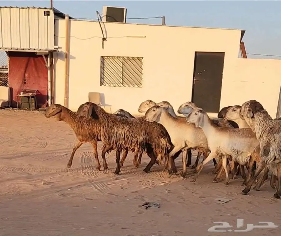 غنم سواكن 0